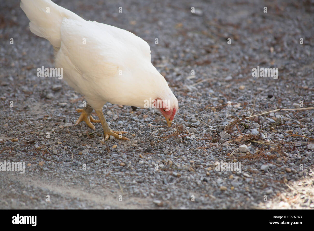 Pollo Foto Stock