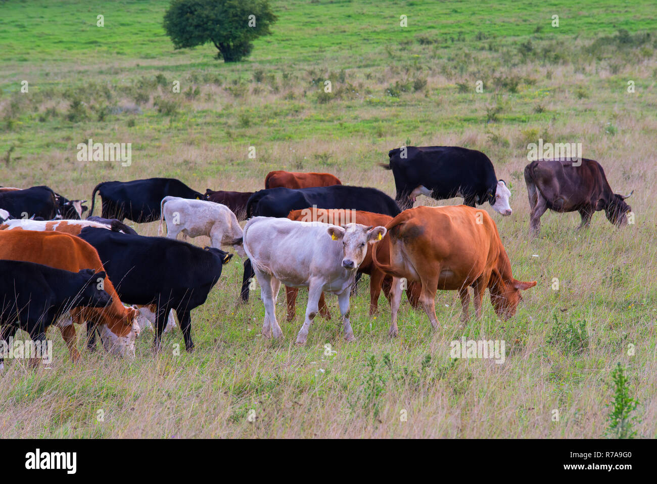 Mandria di vacche su un pascolo di autunno Foto Stock