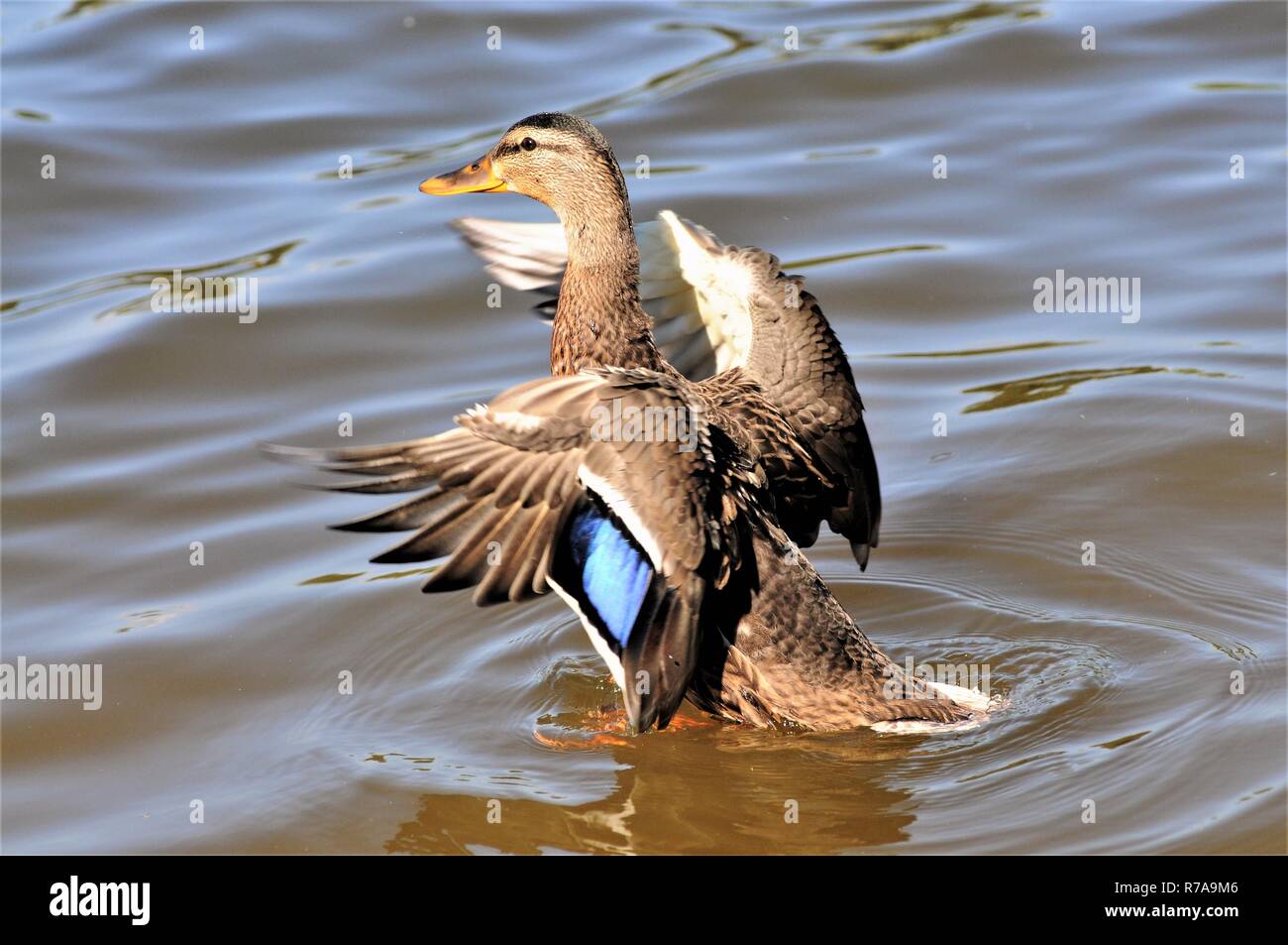 Mallard hen in arrivo per un atterraggio. Foto Stock