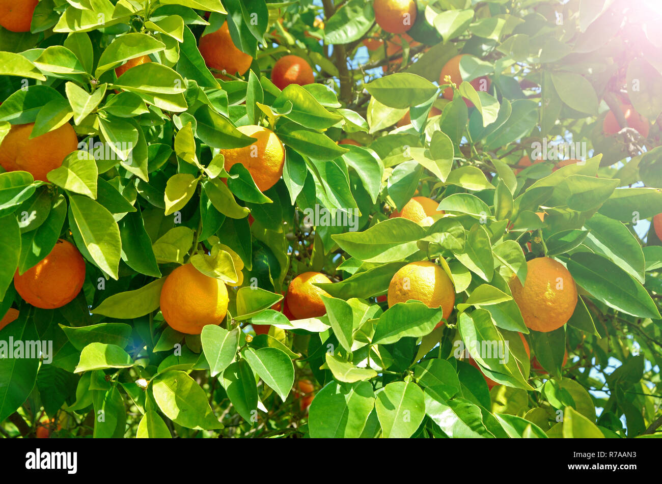 Arancio con arance mature di frutta. Un grande raccolto di stagione agrumi. Un ciclo continuo di maturazione, buon raccolto, vitamine, cibo sano Foto Stock