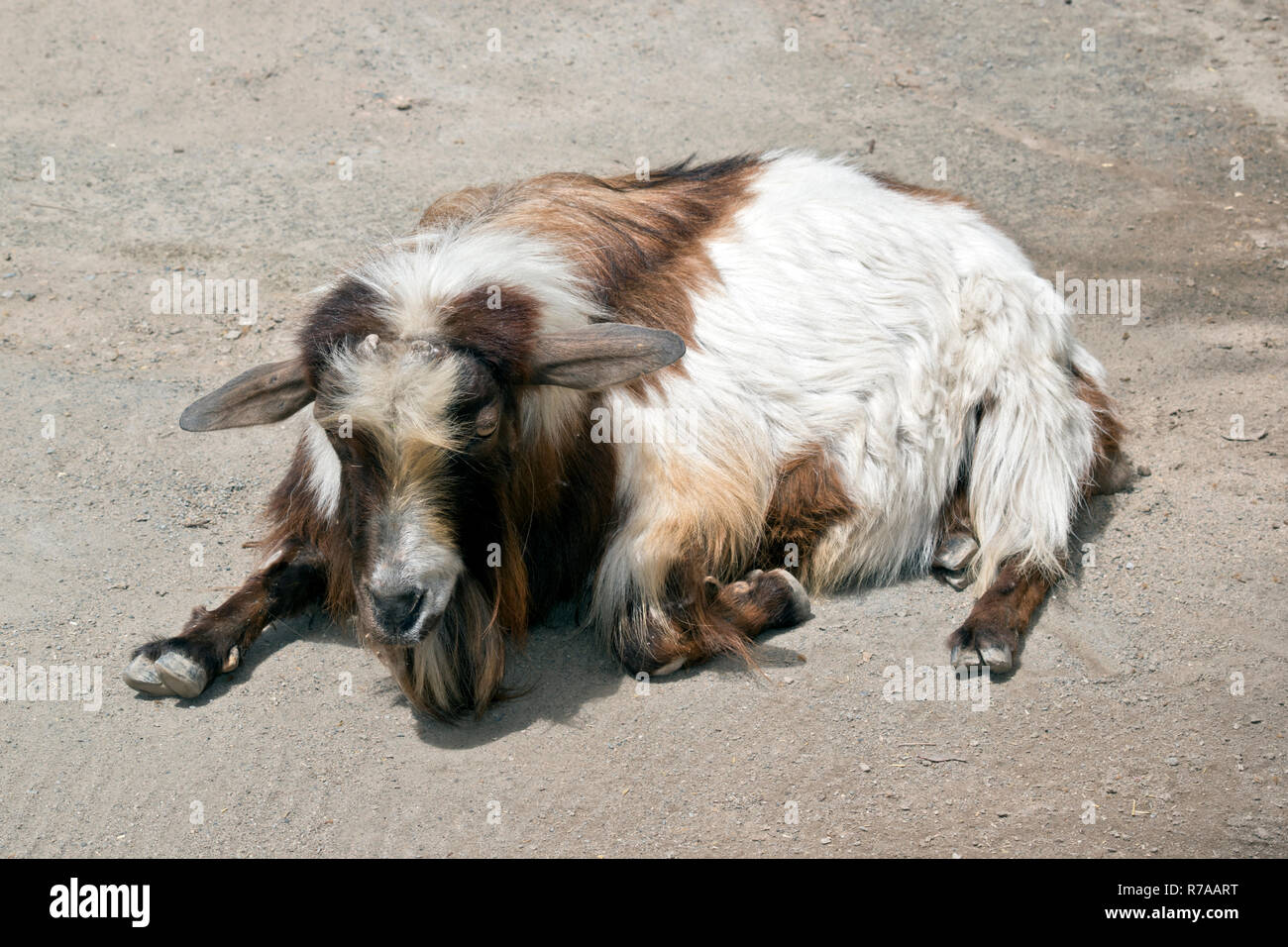 La capretta è in appoggio sulla ghiaia Foto Stock