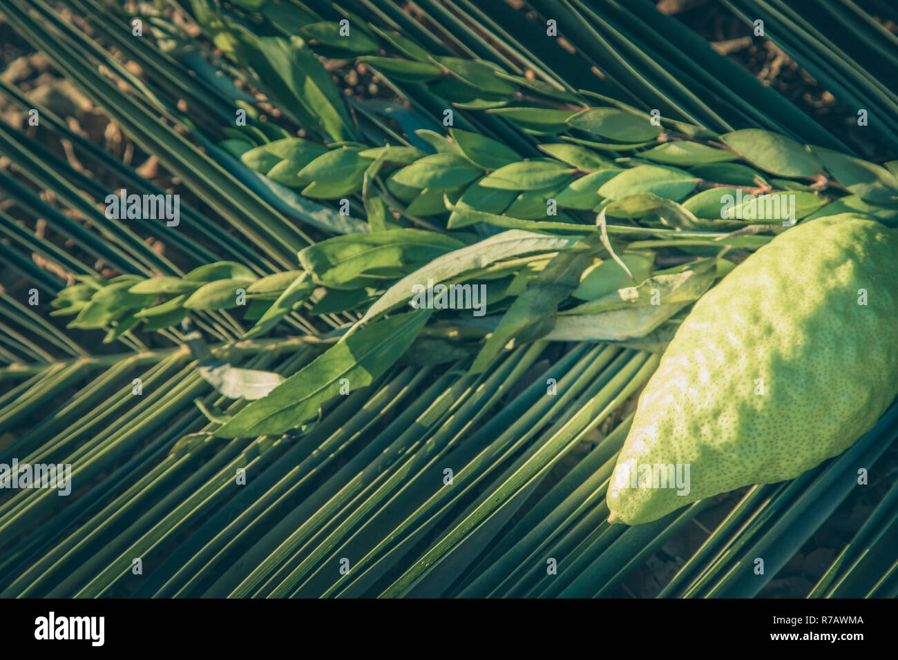 Simboli tradizionali (le quattro specie) ebraica di fall festival di Sukkot, etrog, ramo di palma, il mirto e il salice. Foto Stock
