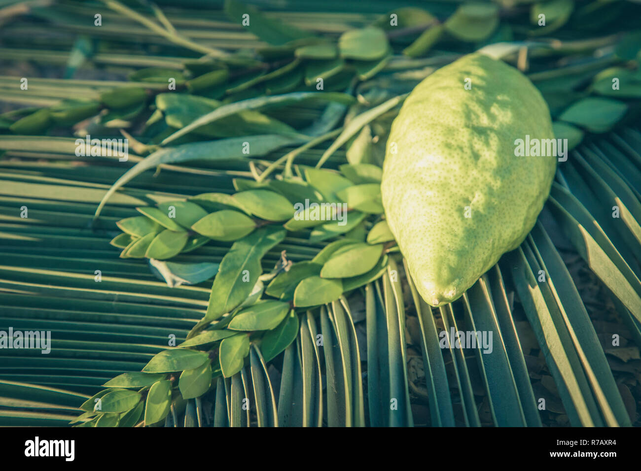 Simboli tradizionali (le quattro specie) ebraica di fall festival di Sukkot, etrog, ramo di palma, il mirto e il salice. Foto Stock