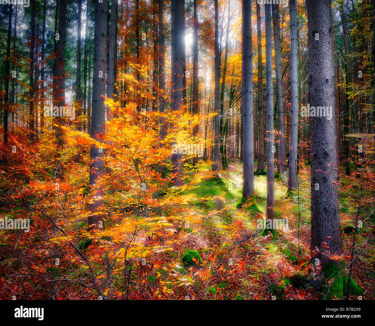 DE - Baviera: autunnale di foresta vicino Iffeldorf (HDR-immagine) Foto Stock