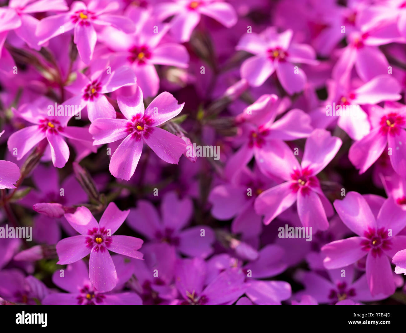 Di un bel colore rosa phlox fiori sotto la luce diretta del sole nel giardino in primavera Foto Stock