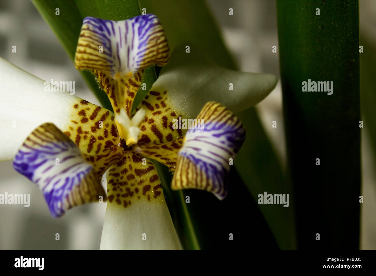Camminare Iris Fiore: bianco/viola , apostolo impianto. Visualizzazione della SID. Concetto romantico. Foto Stock
