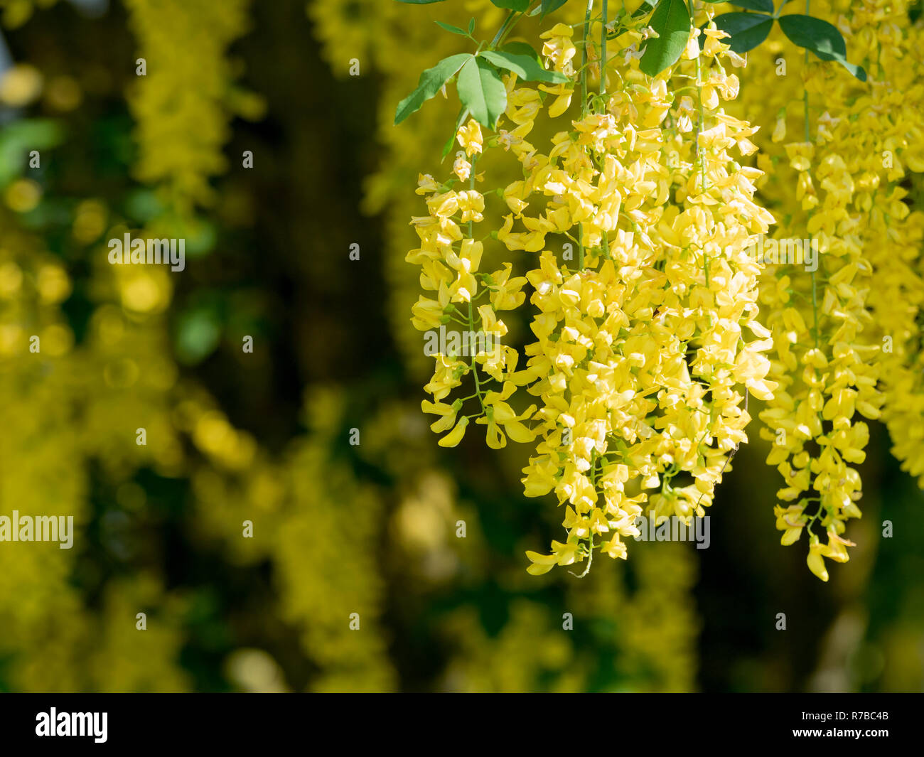 Il maggiociondolo in estate Foto Stock