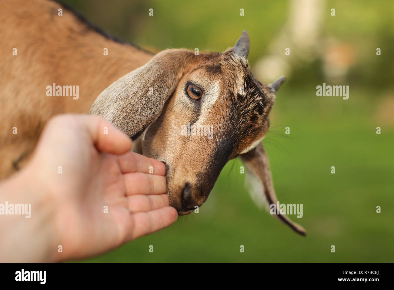 Piccolo marrone capretto leccare e masticare mano d'uomo. Foto Stock