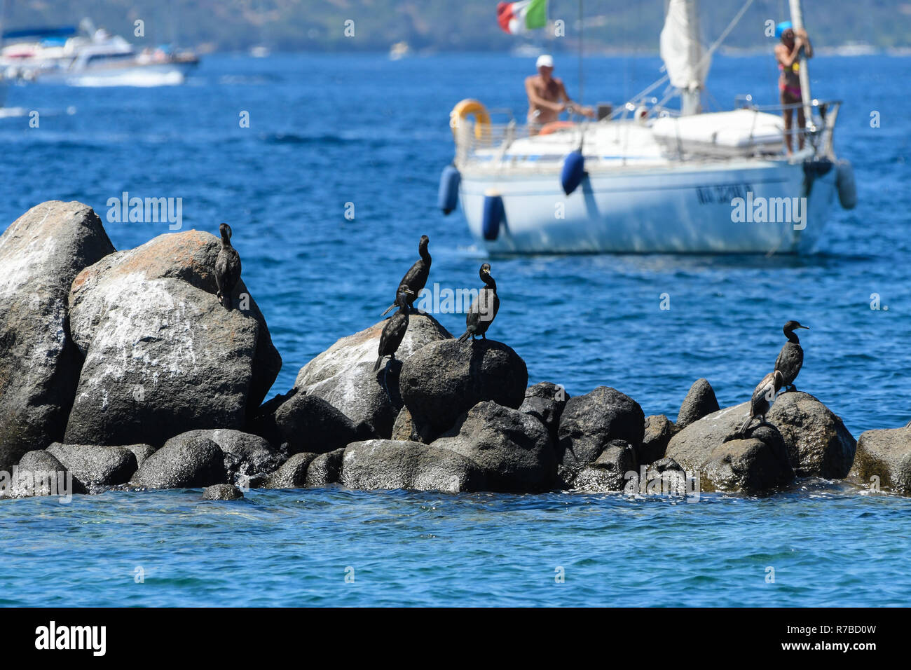 Cormorani appollaiato accanto alle barche a vela in Maddalena isola della Sardegna Foto Stock