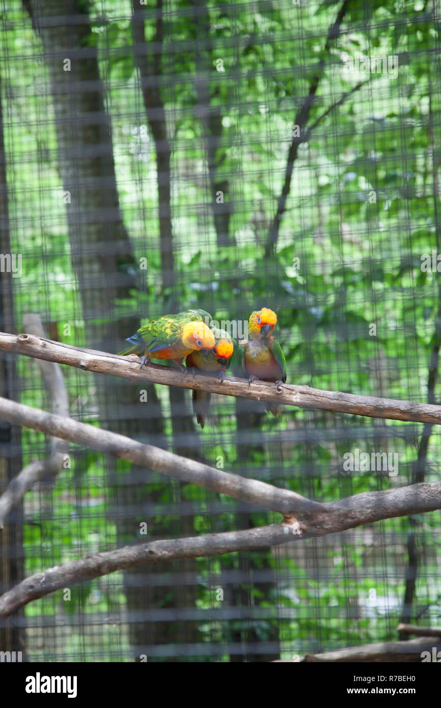 Conures Sun o Sun cocorite (Aratinga Solstitialis) Foto Stock