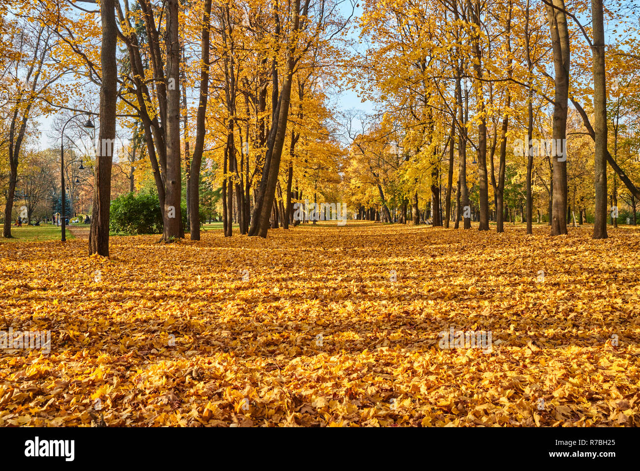 Autunno dorato in Park Avenue di alberi, passeggiate persone con pet, coppie sedersi sulle panchine, giornata soleggiata, tempo chiaro, riflessioni, foglie sul terreno, s Foto Stock