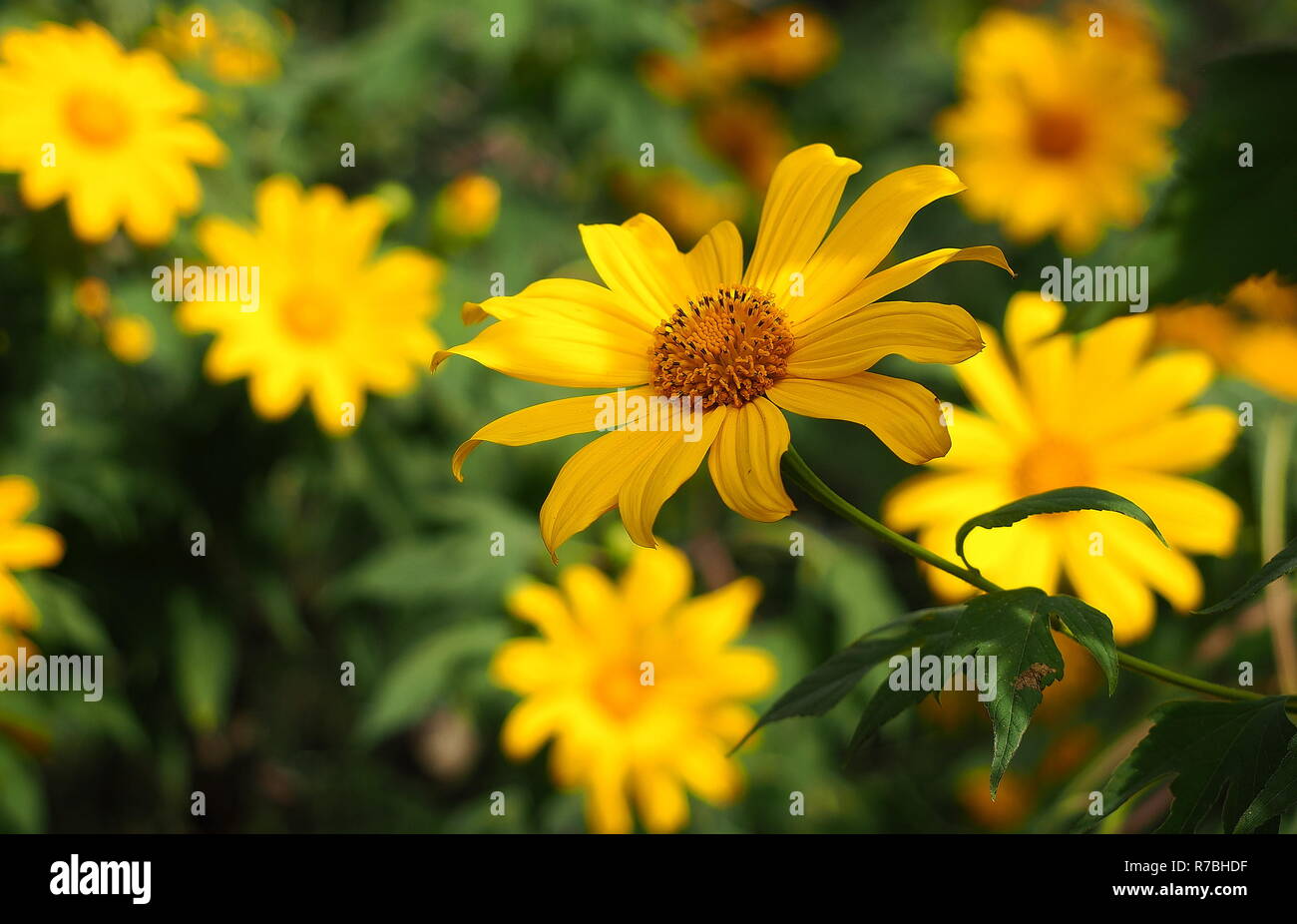 Piccoli fiori selvatici bianchi, finti fiori di camomilla gialla