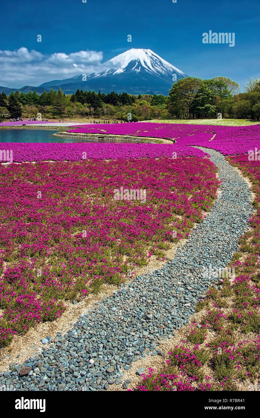 Zakura Shiba, o Moss Phlox, fioritura in tarda primavera con il Monte Fuji in lontananza Foto Stock