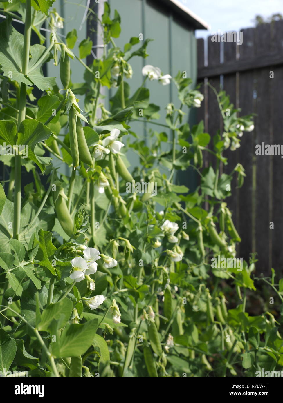 I piselli crescono in un giardino. I piselli di neve e zucchero snap piselli crescente al sole in modo organico, orto. Foto Stock