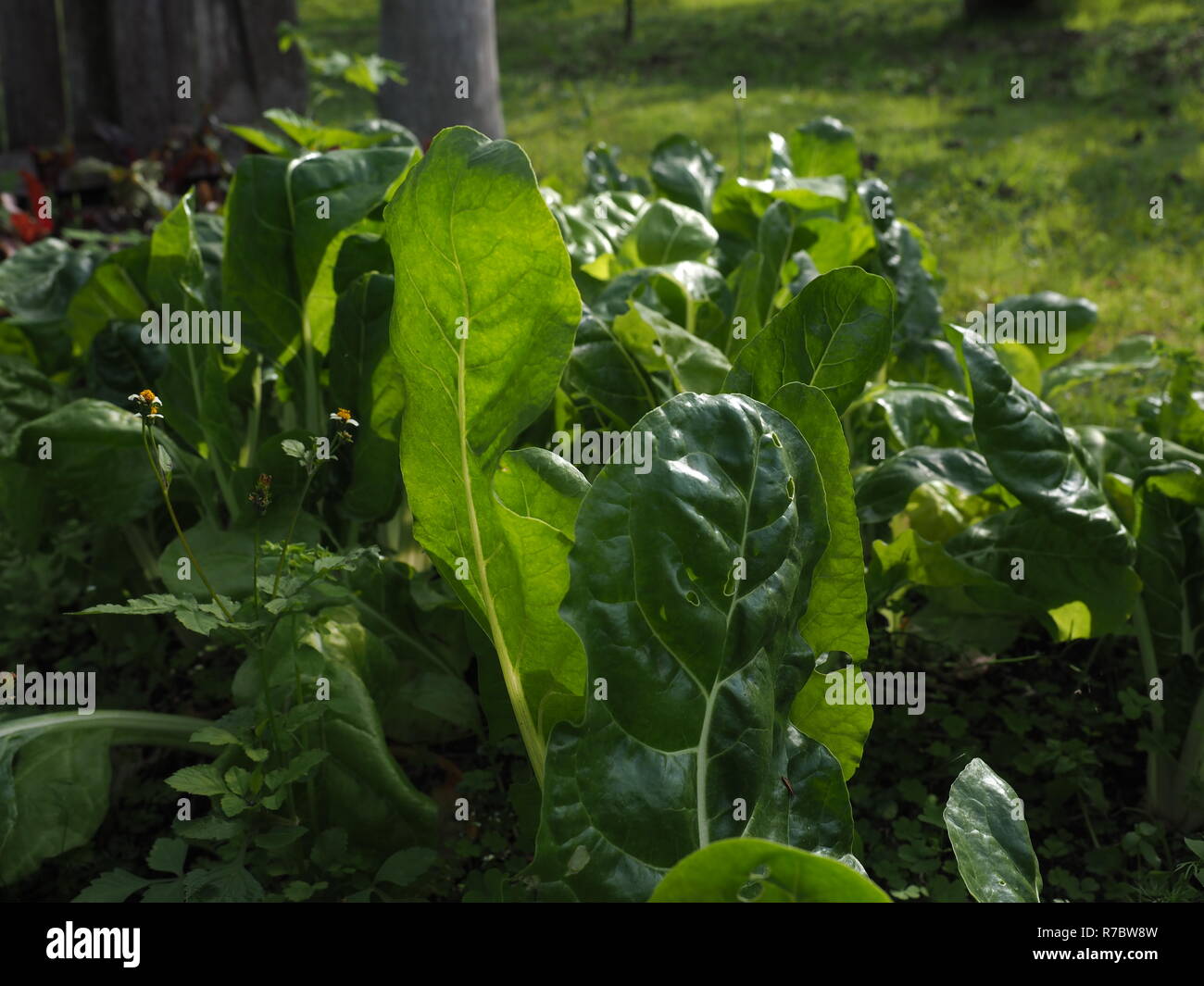 Fresco, sano, organico gli spinaci e le verdure a foglia verde che cresce in un organico, prive di sostanze chimiche giardino. Foto Stock