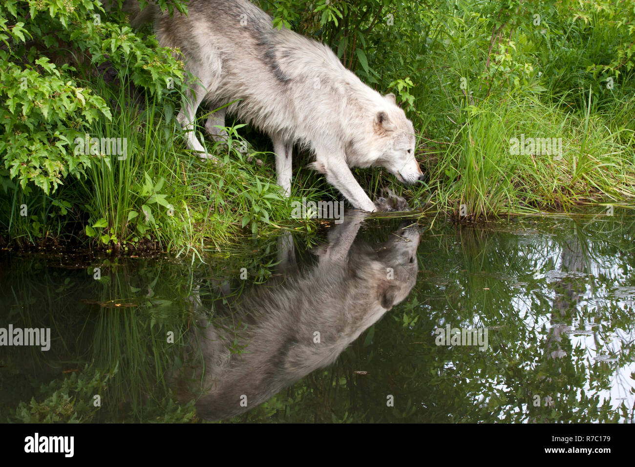 Vecchio lupo di bere da un lago Foto Stock