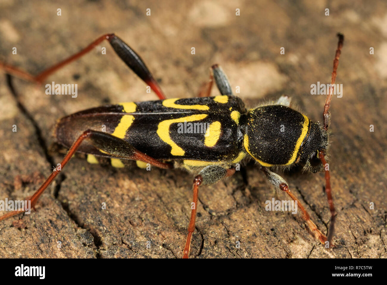 Dalle lunghe corna beetle (Clytus ruricola) Foto Stock