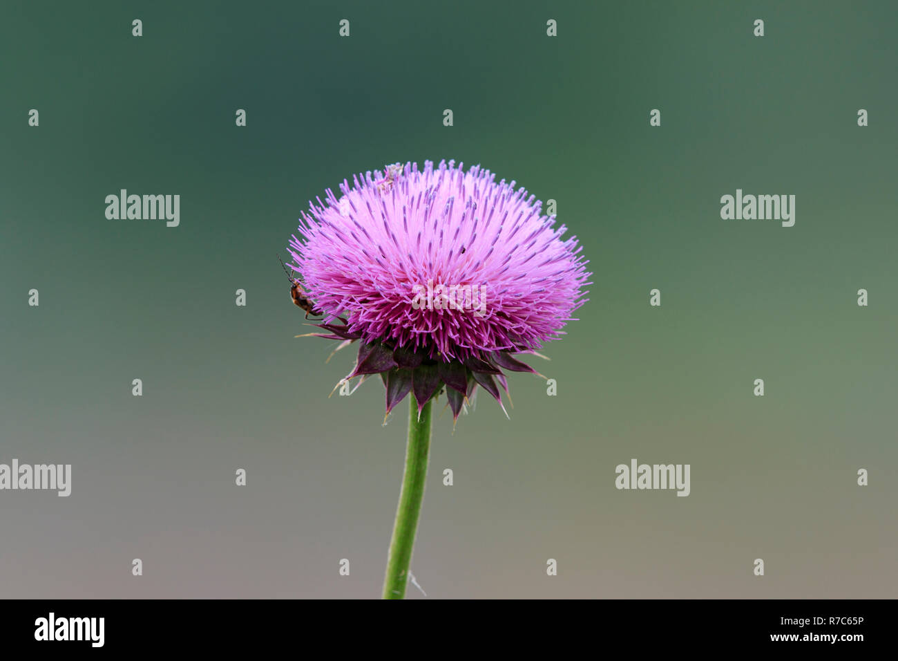 Musk thistle o annuire thistle (Carduus nutans) Foto Stock