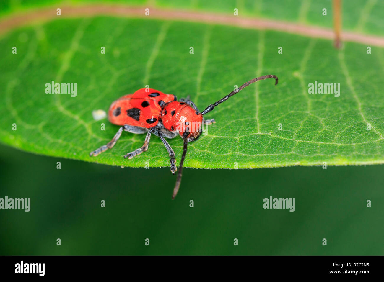 Red milkweed beetle (Tetraopes tetrophthalmus) Foto Stock