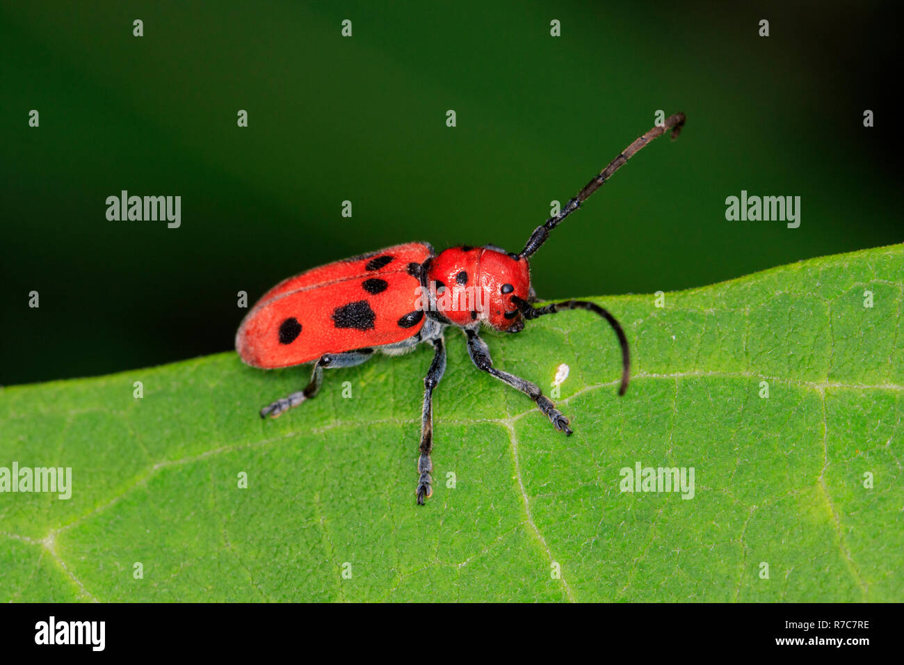 Red milkweed beetle (Tetraopes tetrophthalmus) Foto Stock