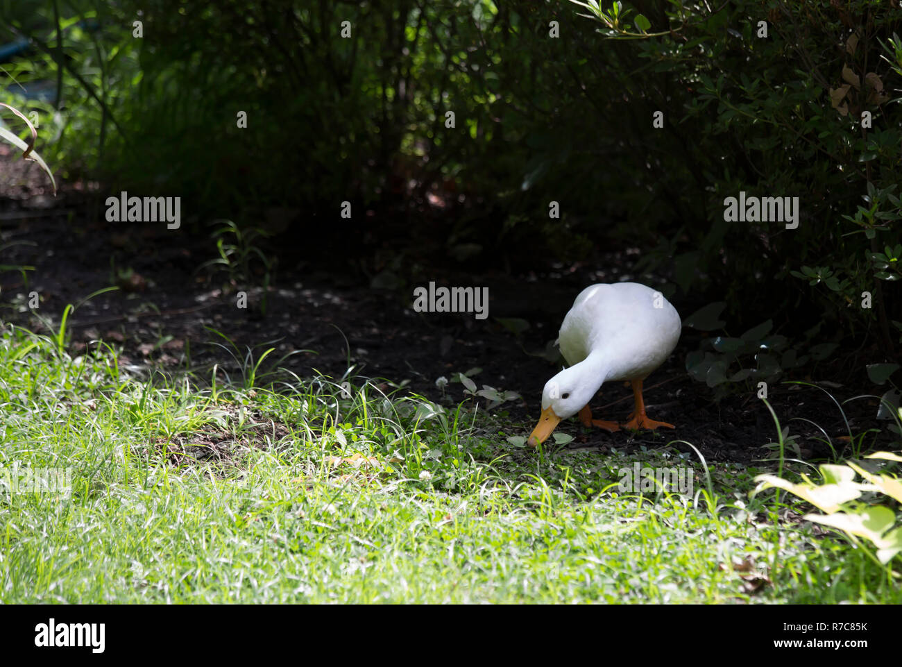 American Pekin Duck Foto Stock