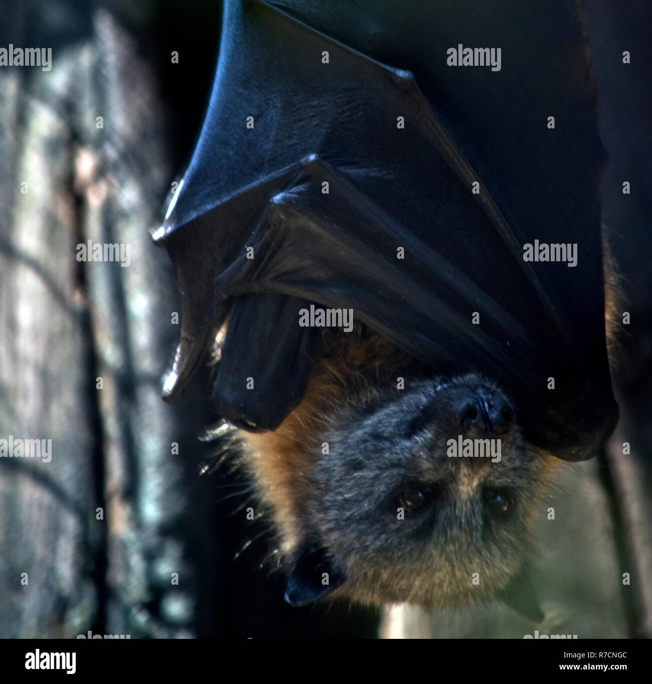 Il frutto bat è sospesa dal soffitto Foto Stock