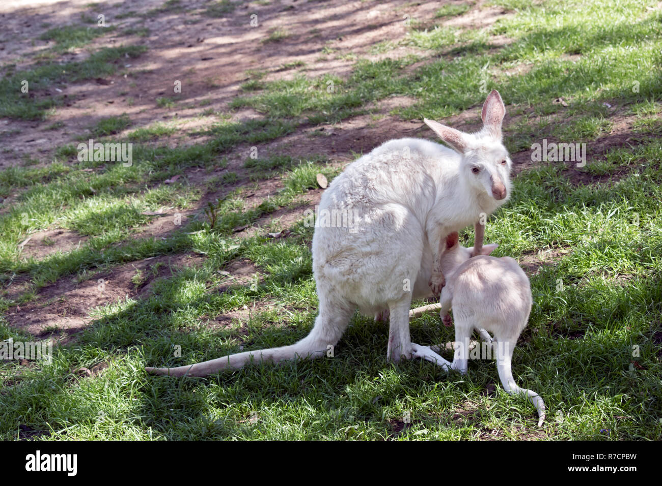 L'albino occidentale Canguro grigio joey è di bere dalla sua custodia per le mamme Foto Stock