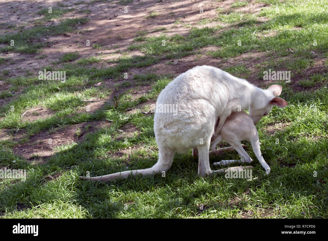 L'albino occidentale Canguro grigio joey è di bere dalla sua custodia per le mamme Foto Stock