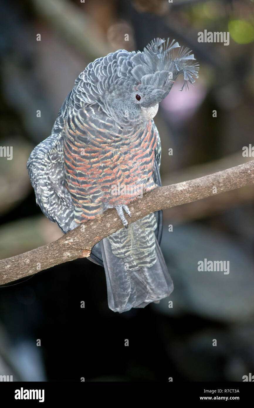 La pista-pista parrot è su un arroccato Foto Stock