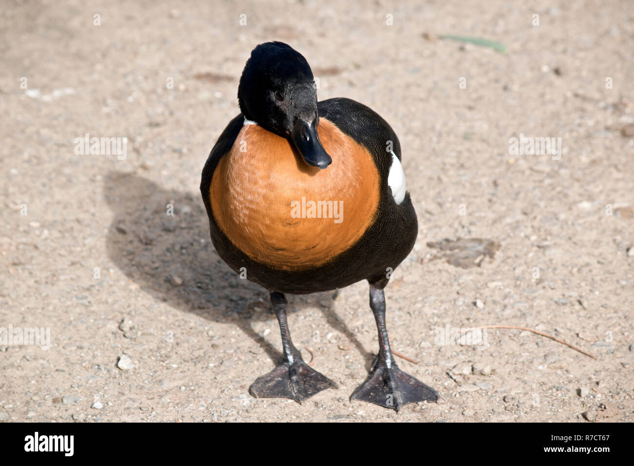 Si tratta di una chiusura di un australiano sheduck Foto Stock