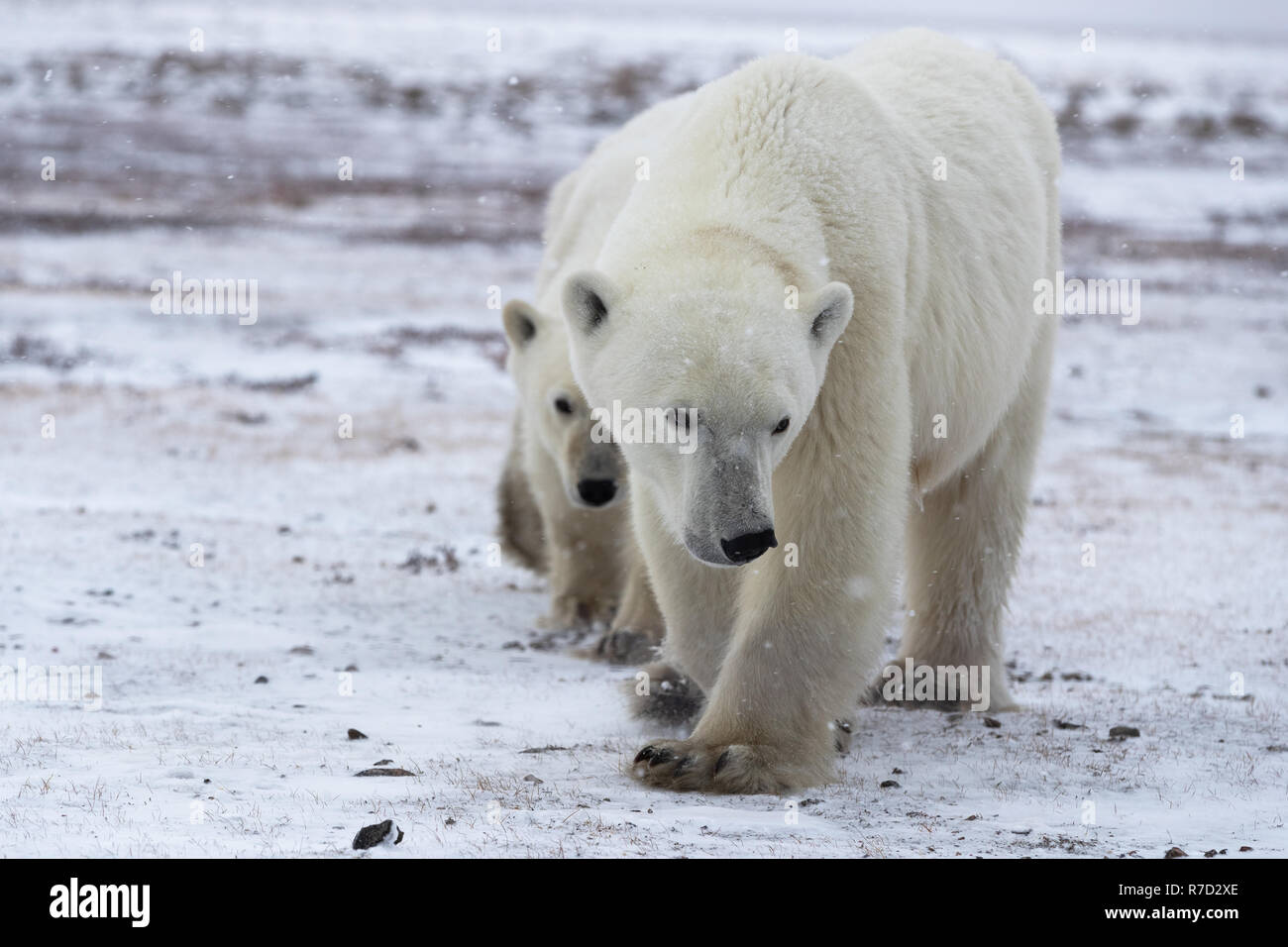 Bear Famiglia presso la Baia di Hudson (Canada) Foto Stock