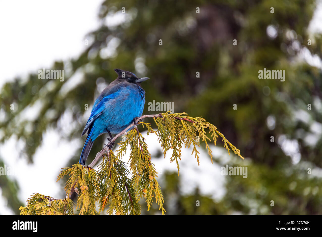 Vista ingrandita di uno stellare Jay in Mt. Rainier National Park Foto Stock