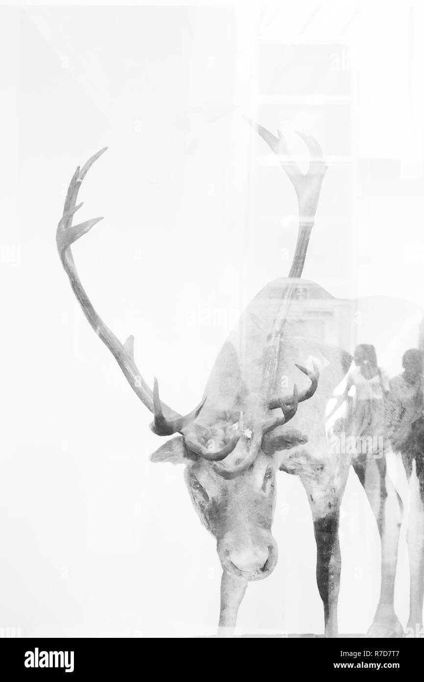 Bellissimi cervi, immagine artistica di animale selvatico, Museo di Storia Naturale di Londra Foto Stock