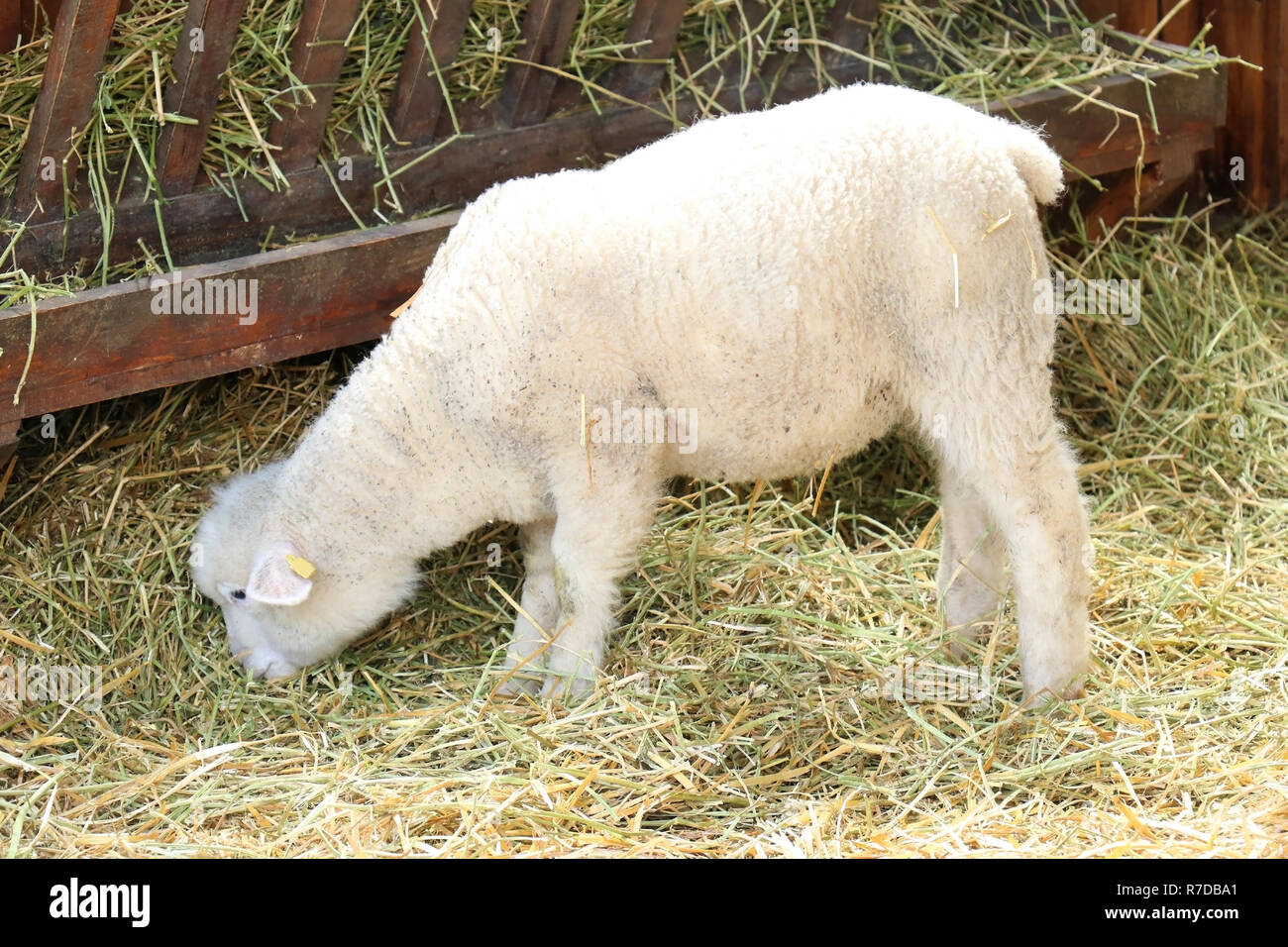 Giovane agnello all'interno di farm di pascolare su erba Foto Stock