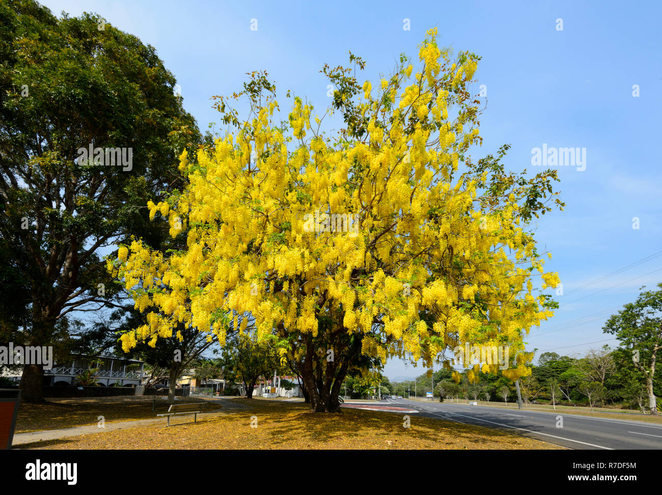 Golden Shower Tree (Cassia fistola) in Bloom, Stratford Village, estremo Nord Queensland, FNQ, QLD, Australia Foto Stock