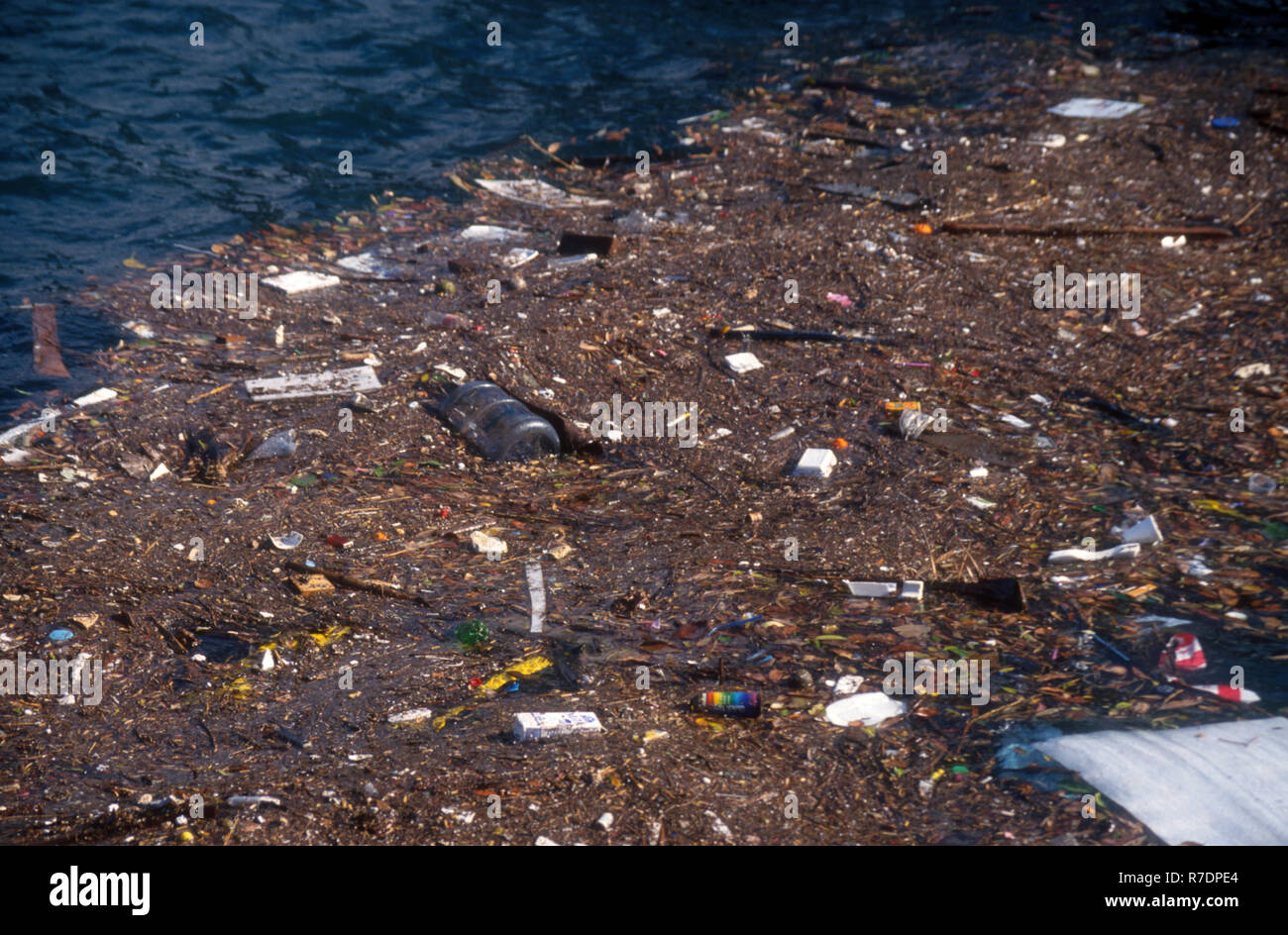 Rifiuti galleggianti nel porto di Sydney, Nuovo Galles del Sud, Australia Foto Stock
