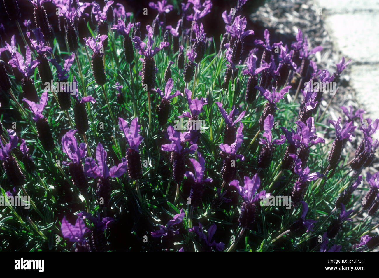 FIORI E FOGLIE DI LAVANDULA STOECHAS, COMUNEMENTE CONOSCIUTI COME LAVANDA FRANCESE, SPAGNOLA O TAGLIATA. NUOVA ZELANDA. Foto Stock