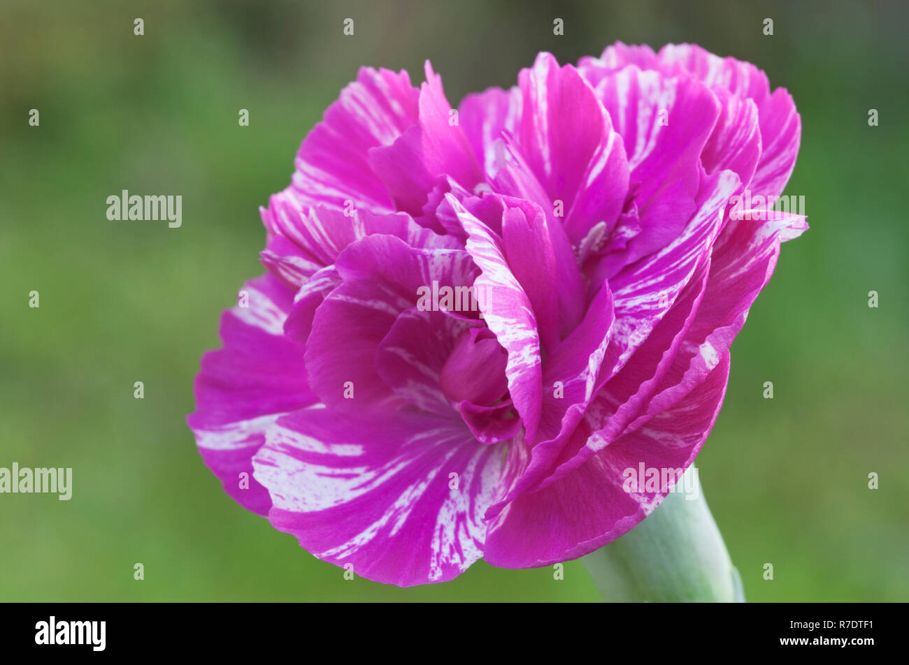 Dianthus " cosmica " Swirl rosa Foto Stock