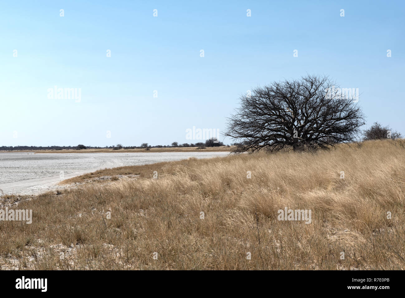 Il Kudiakam Pan in tegami Nxai National Park, Botswana Foto Stock