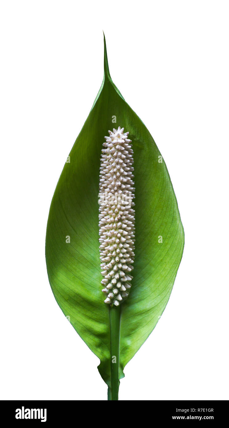 Close-up di un verde foglia tropicale isolata su un bianco sfondo pulito. Foto Stock