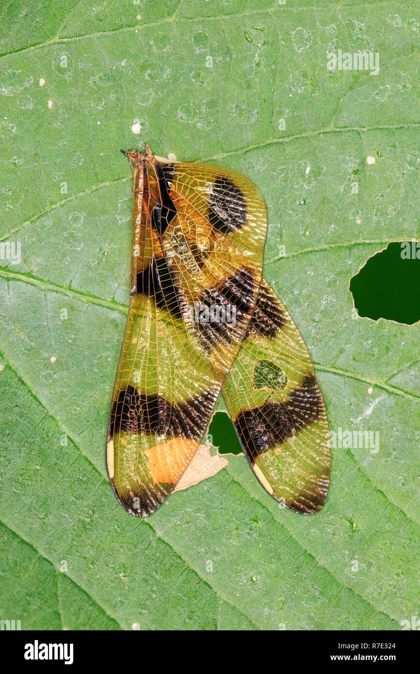 Ali di una libellula di Halloween Pennant (Celithemis eponina), su foglia. Foto Stock