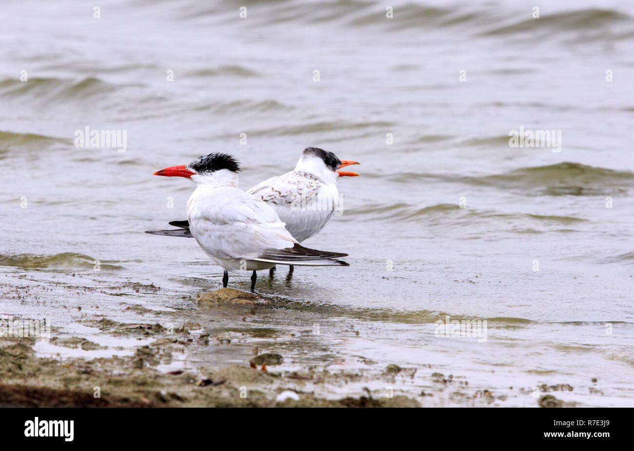 I capretti Caspian tern ( Hydroprogne caspia) Foto Stock