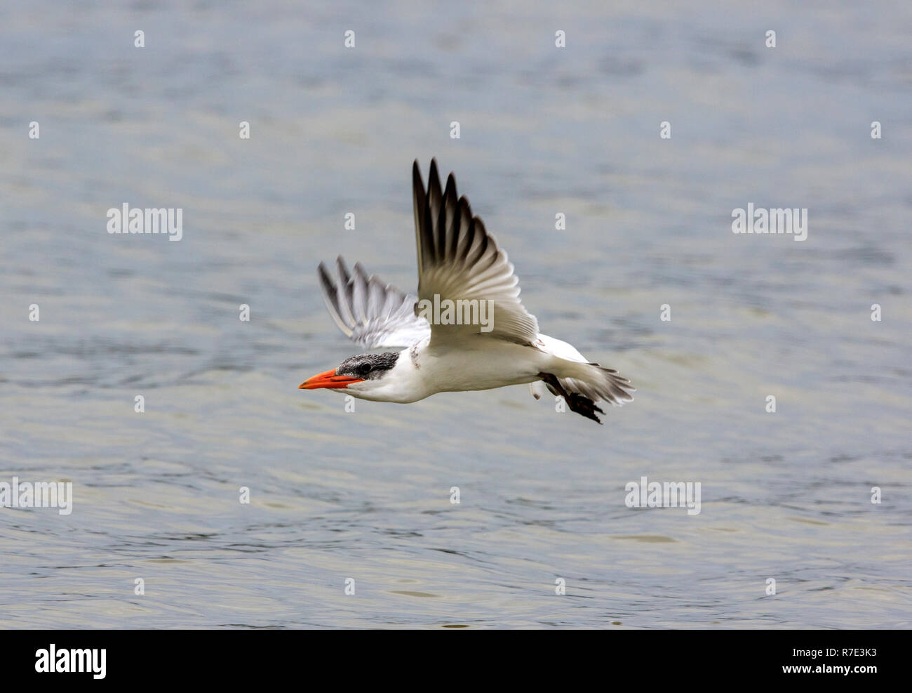 I capretti Caspian tern ( Hydroprogne caspia) Foto Stock