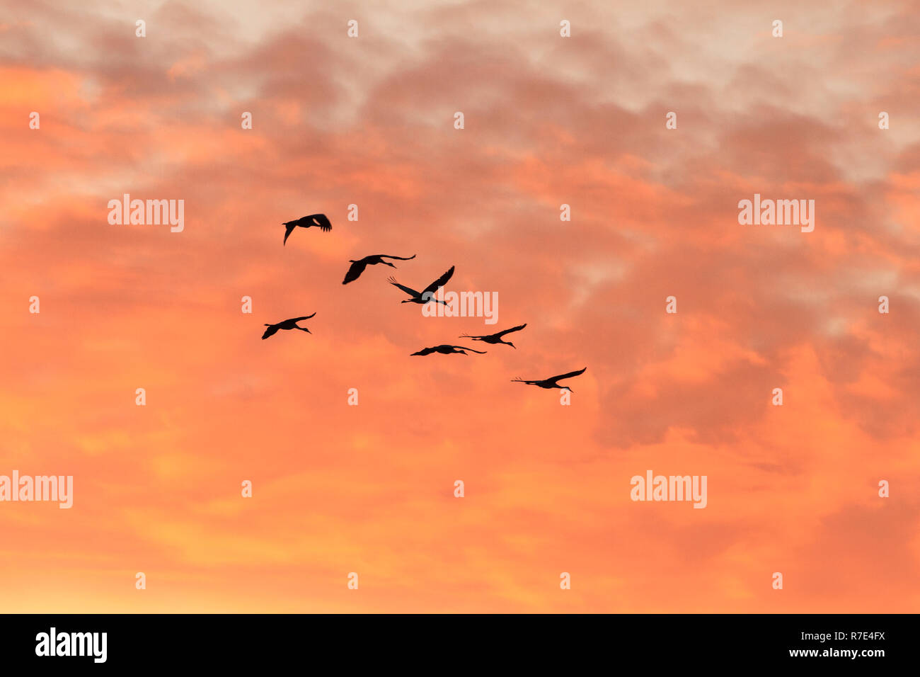 Sandhill gru (Grus canadensis) in volo contro il tramonto nubi colorate Foto Stock