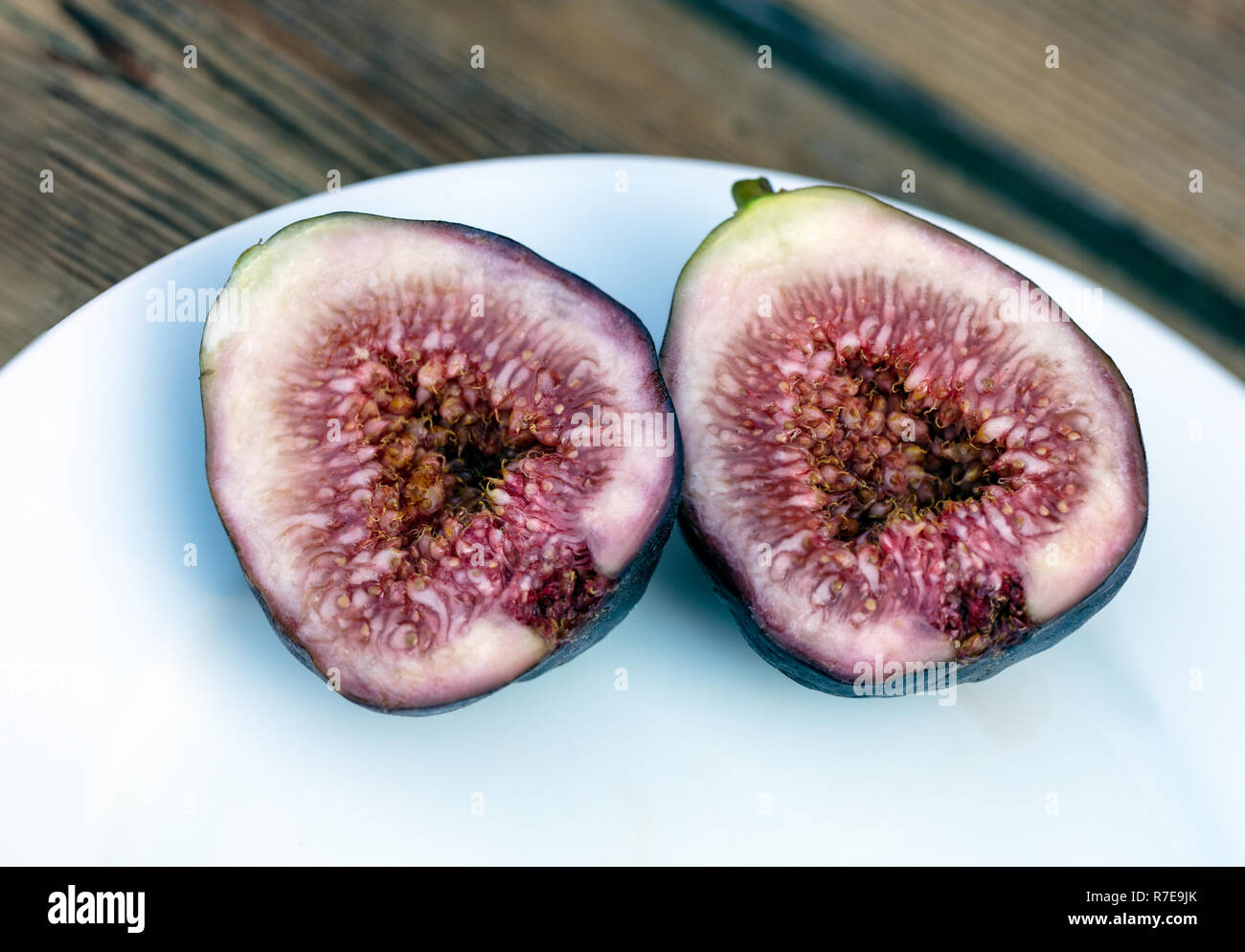 Comune Fig, Fikon (Ficus carica) Foto Stock