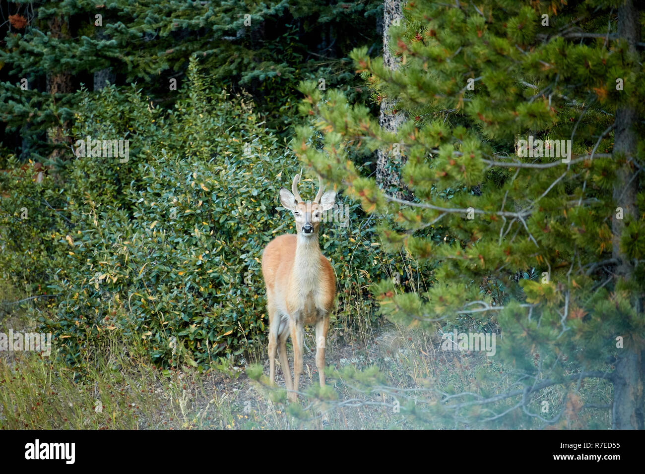 Il cervo maschio a Kananaskis Country, Canada Foto Stock
