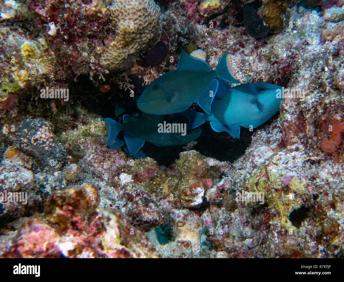 Redtooth Pesci balestra (Odonus niger) nell'Oceano Indiano Foto Stock