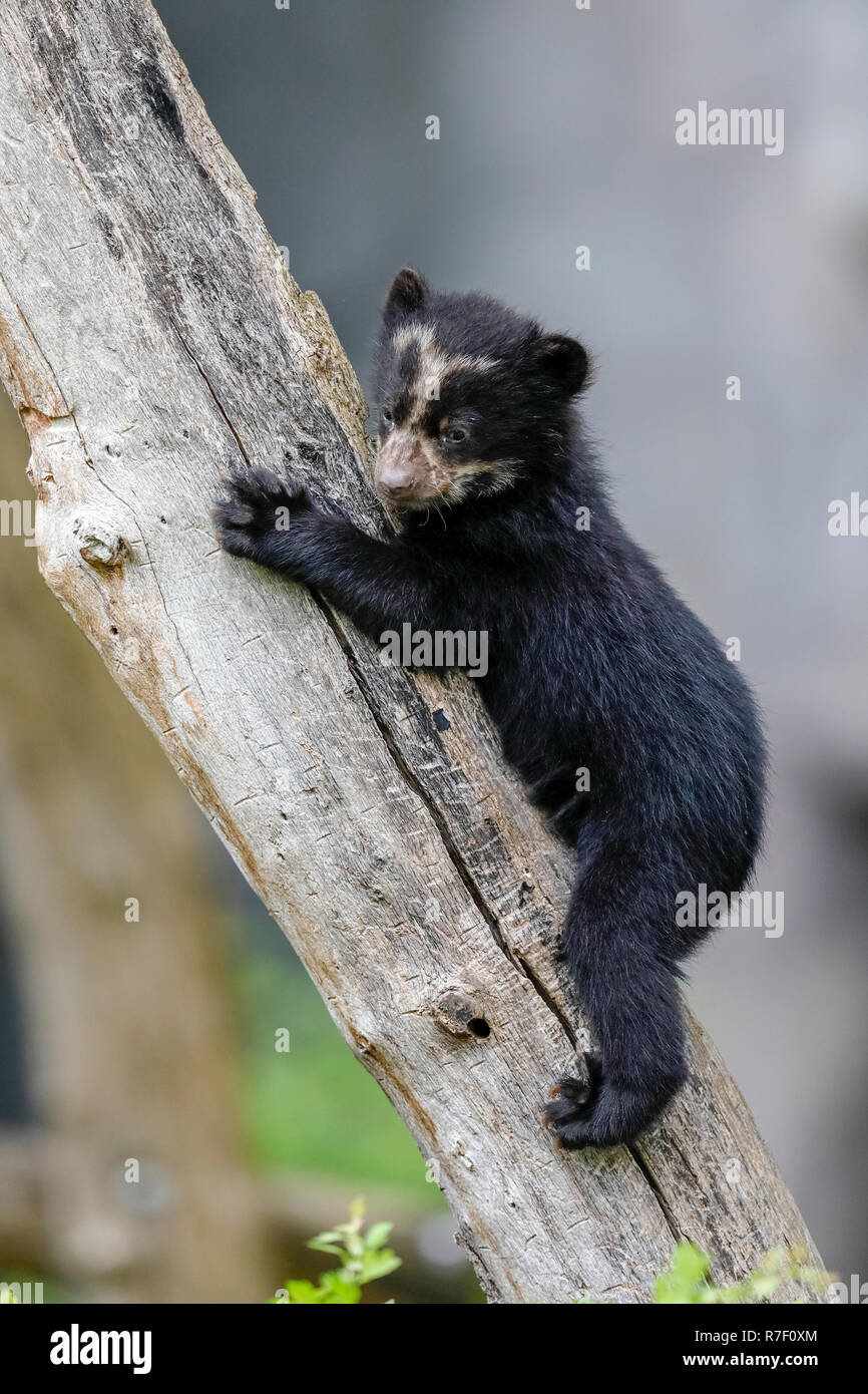 Spectacled bear, Andino bear (Tremarctos ornatus) animale giovane arrampicata, captive Foto Stock