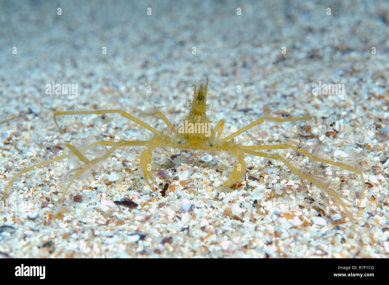 Comune di grancevola (Macropodia rostrata), Mar Nero, Crimea, Russia Foto Stock