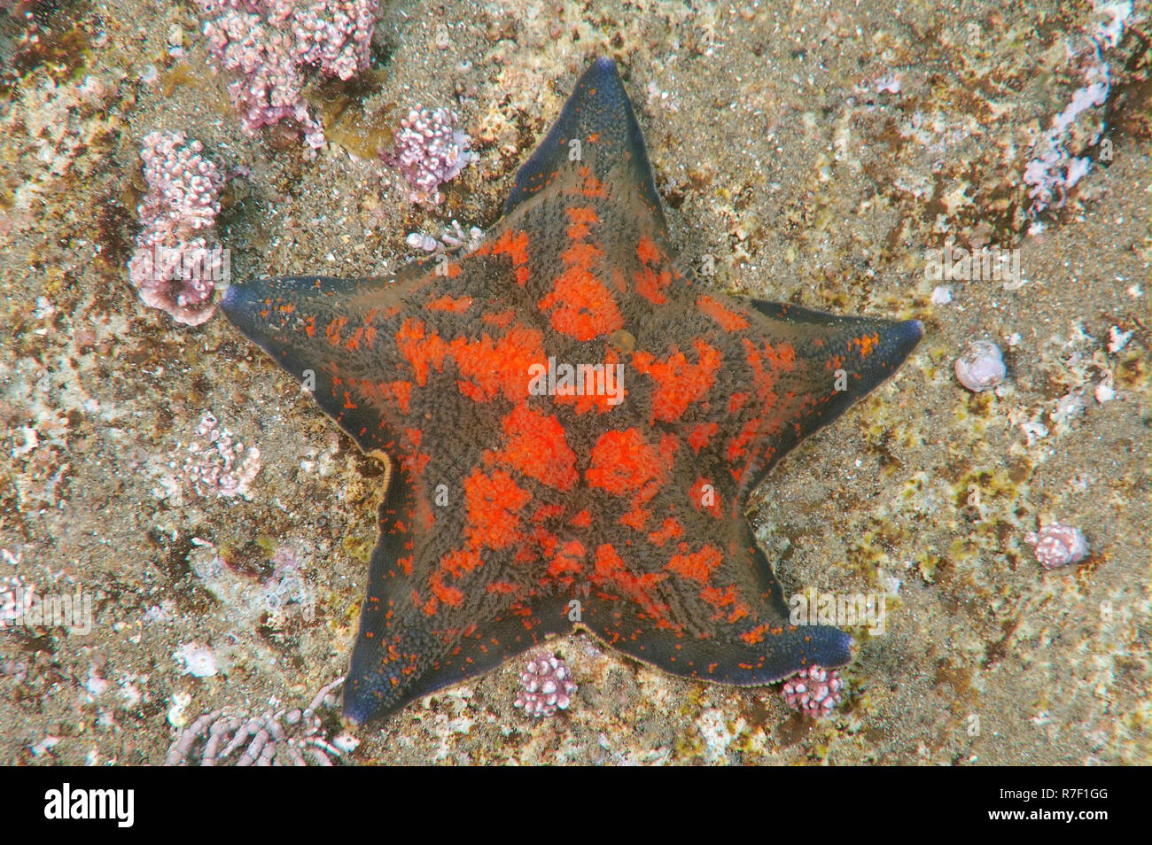 Blue Star Bat (Patiria pectinifera), mare del Giappone, Primorsky Krai, Russia Foto Stock